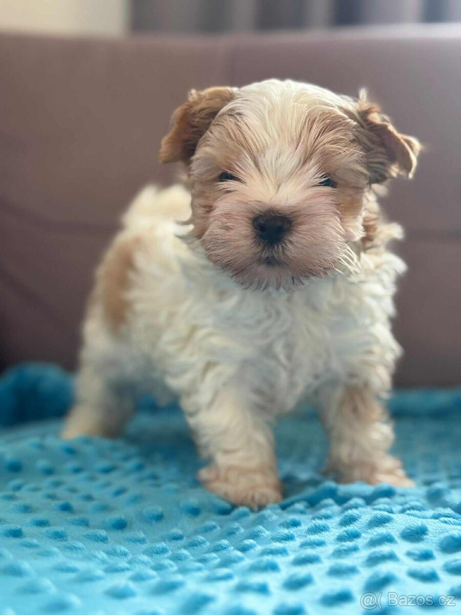 Biewer jorkšírský teriér - 5