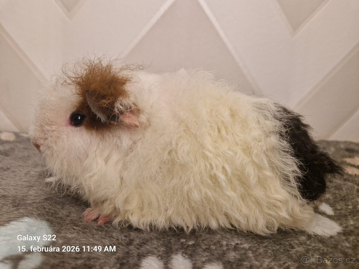 Morčata s PP a VP - 5