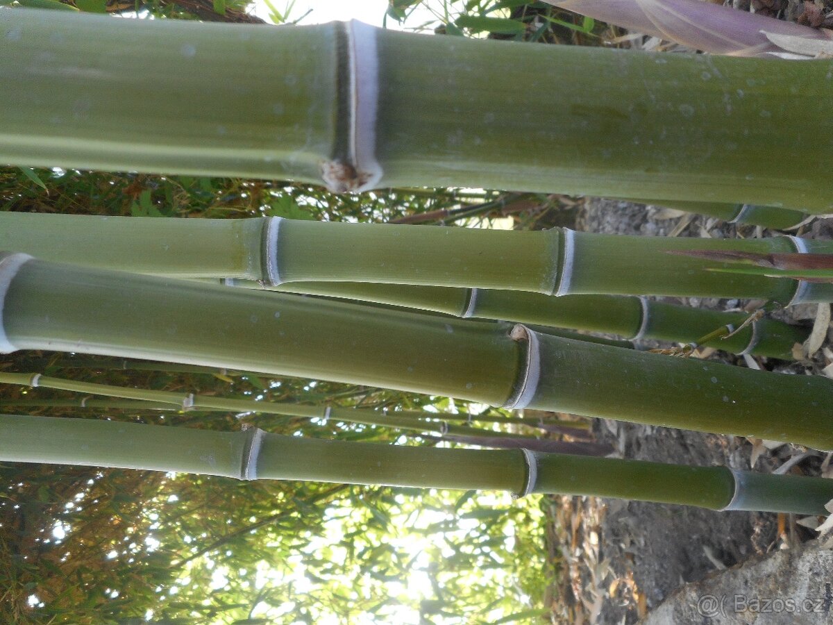 Bambus Vysočina, velky vyběr, ruzné druhy - 5