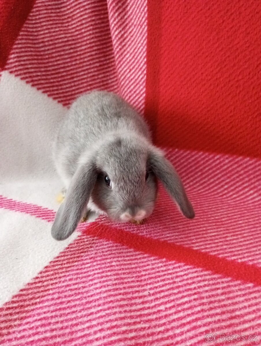 Zakrslý beránek králíček - 5