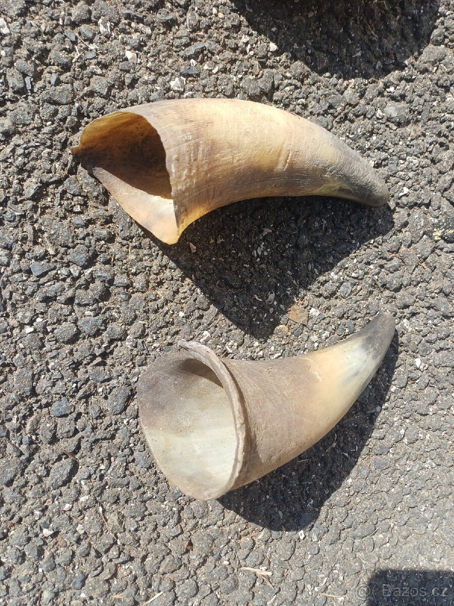 Rohy z byka na přilbu - 5