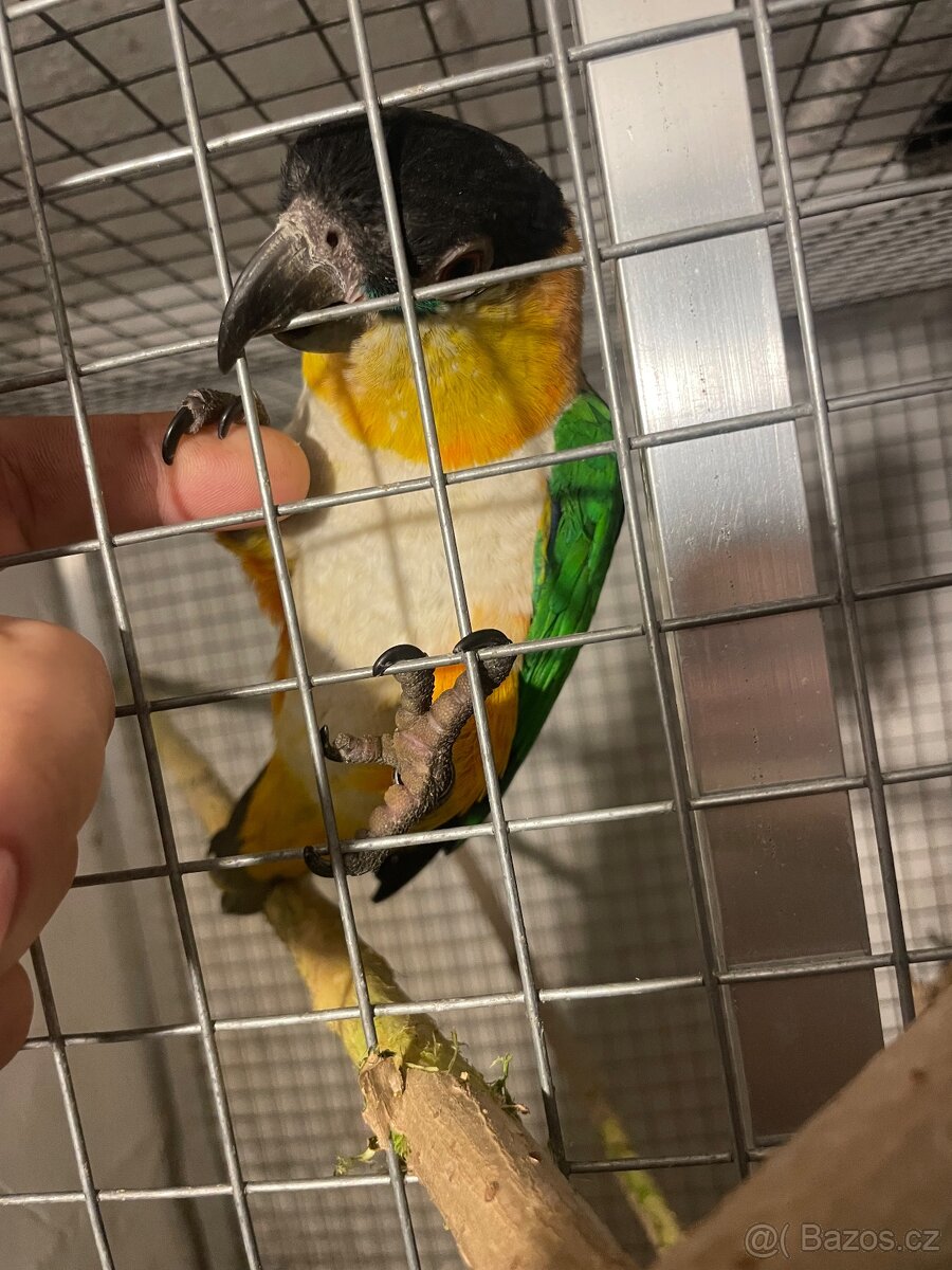 Amazonek černotemenný - 5