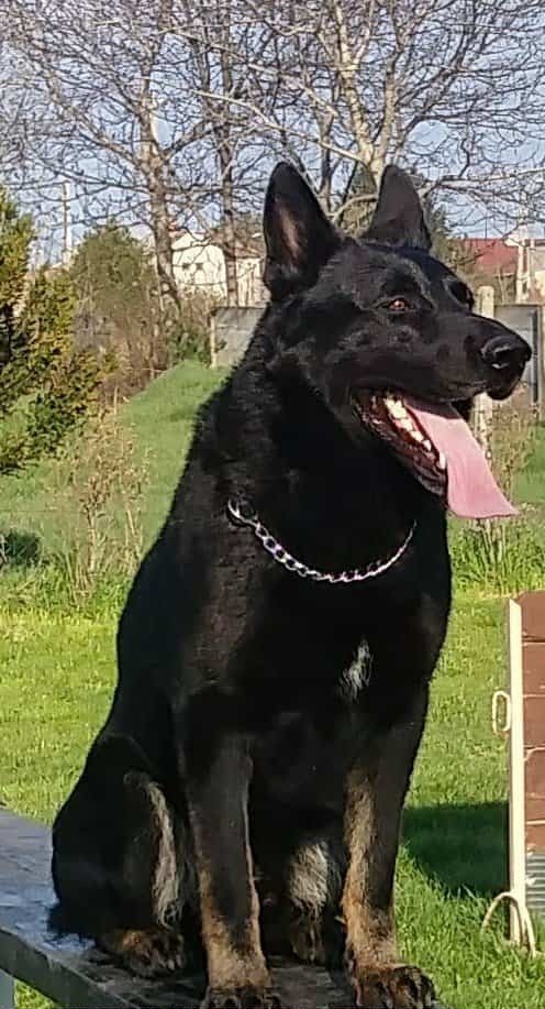 Nemecký ovčiak - 5