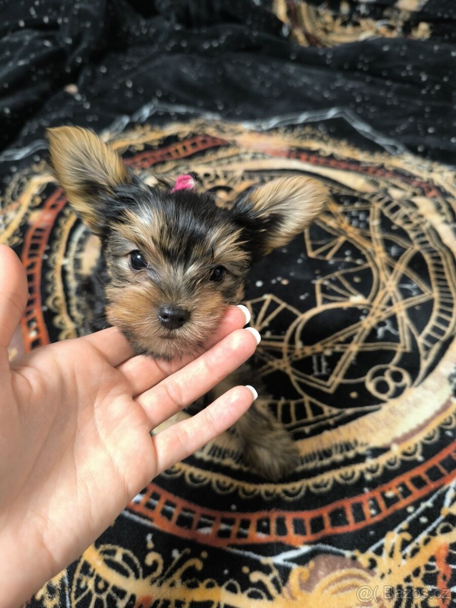 Jorkšírský teriér - 5