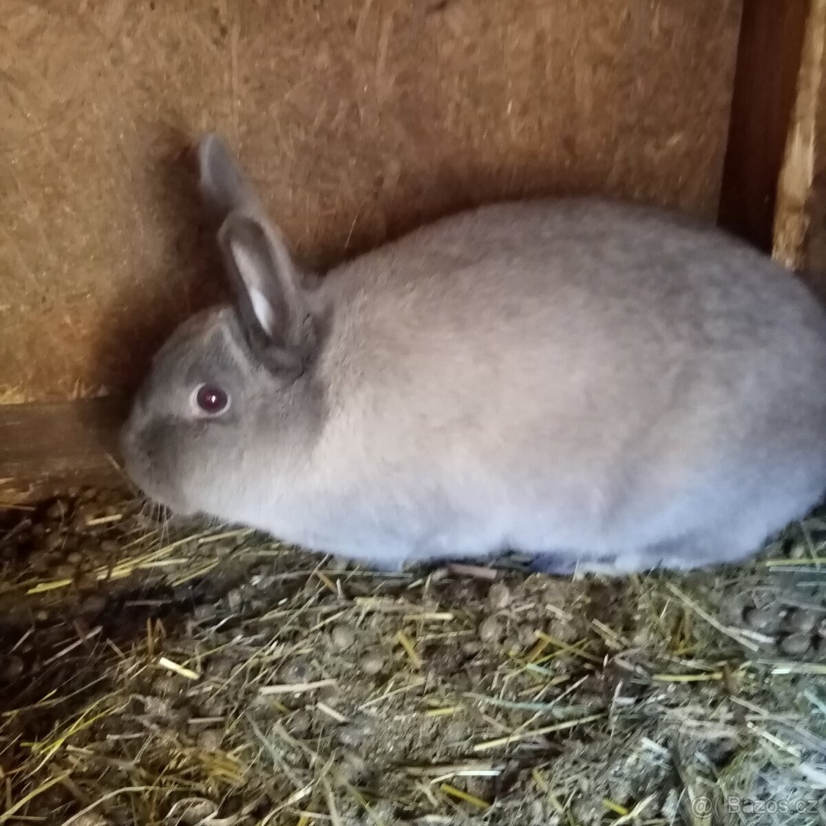 Siamský velký modrý - 5