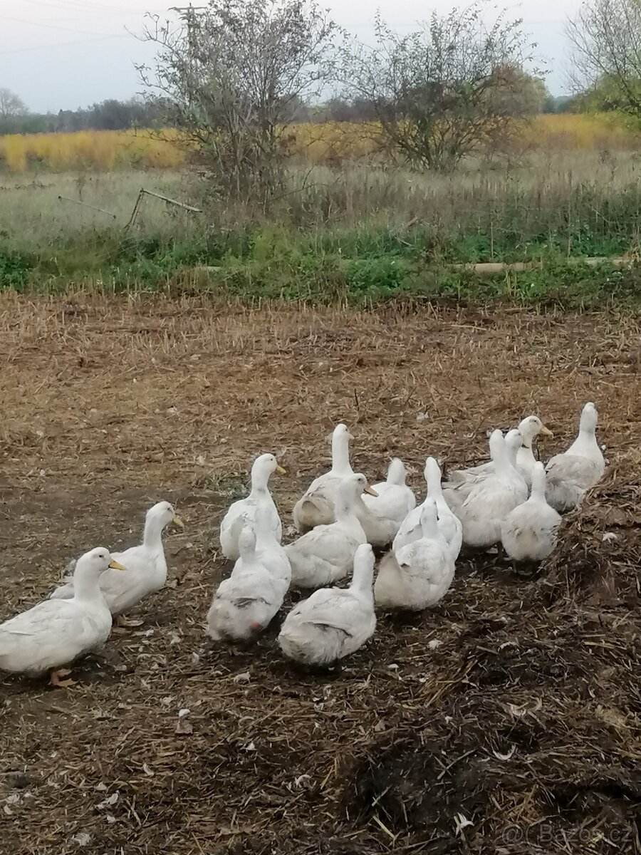 Domácí kuřata a kachny - 5