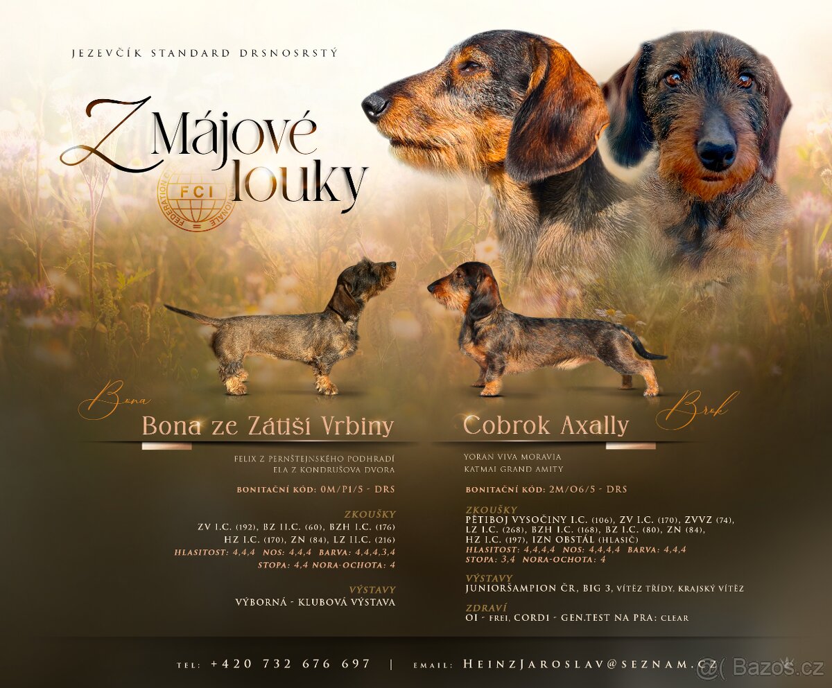 Jezevčík drsnosrstý standart s PP - 5