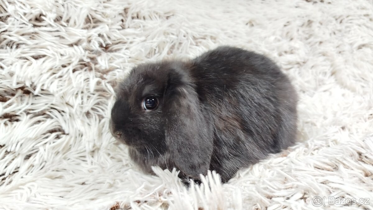 Zakrslý beránek, králíček, králík - BRUNO - 5