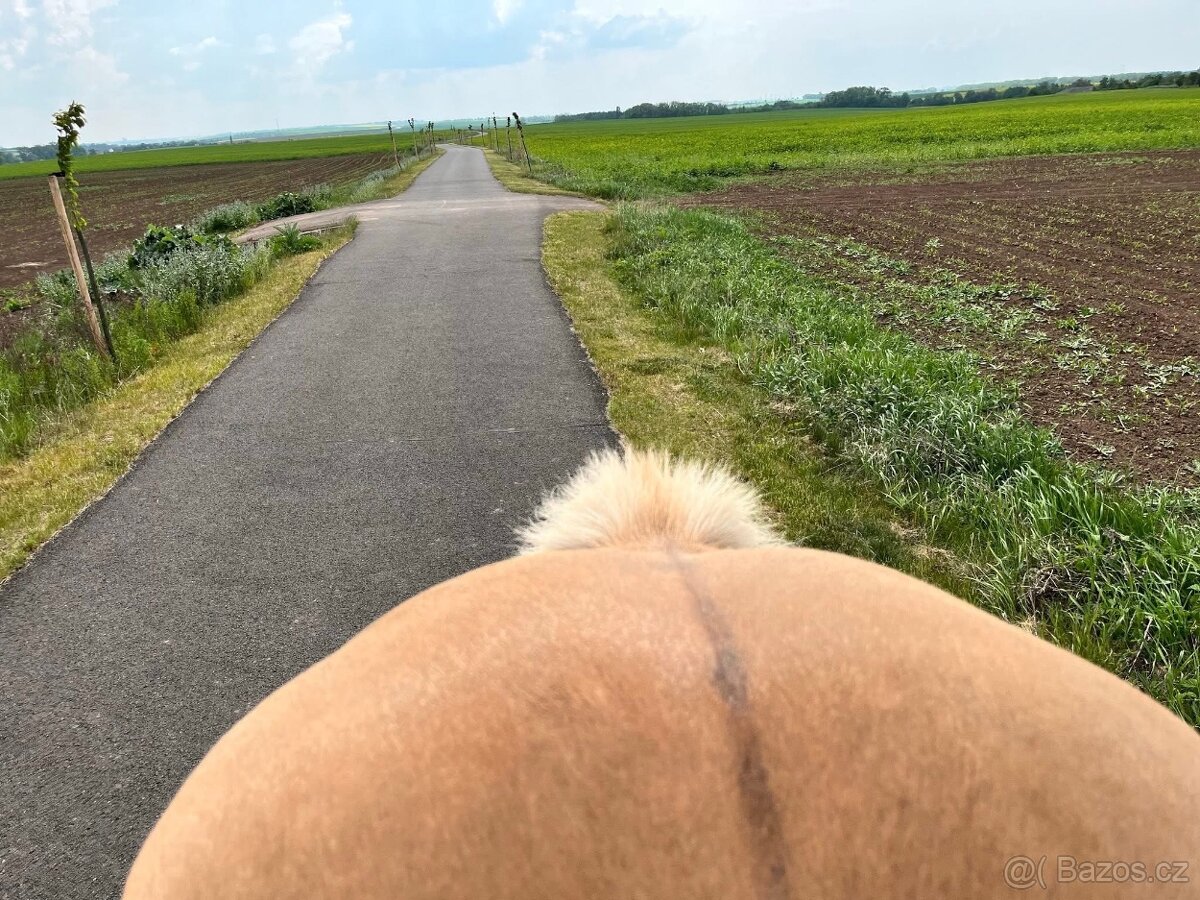 Hafling k pronájmu - 5