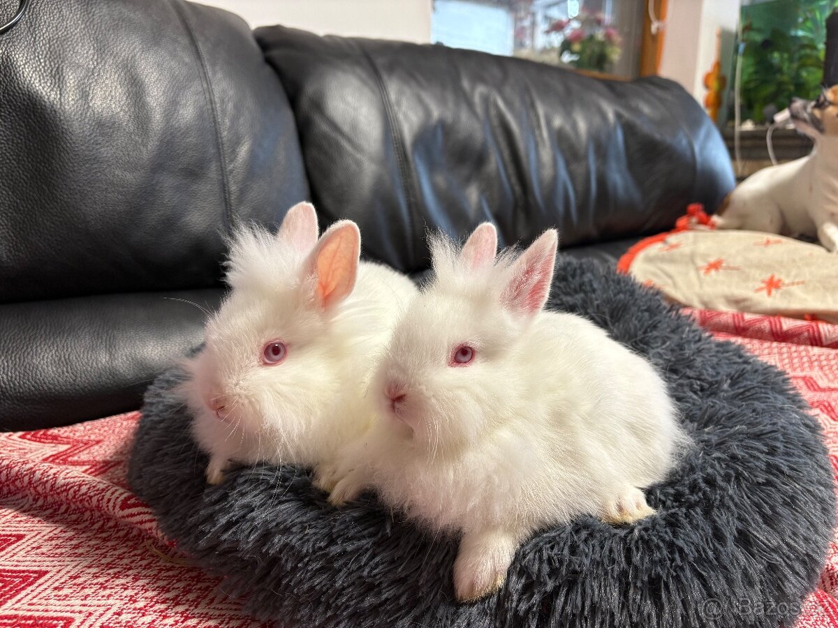 ZAKRSLÝ králíček - 🐰 Klucí ♥️ - 5