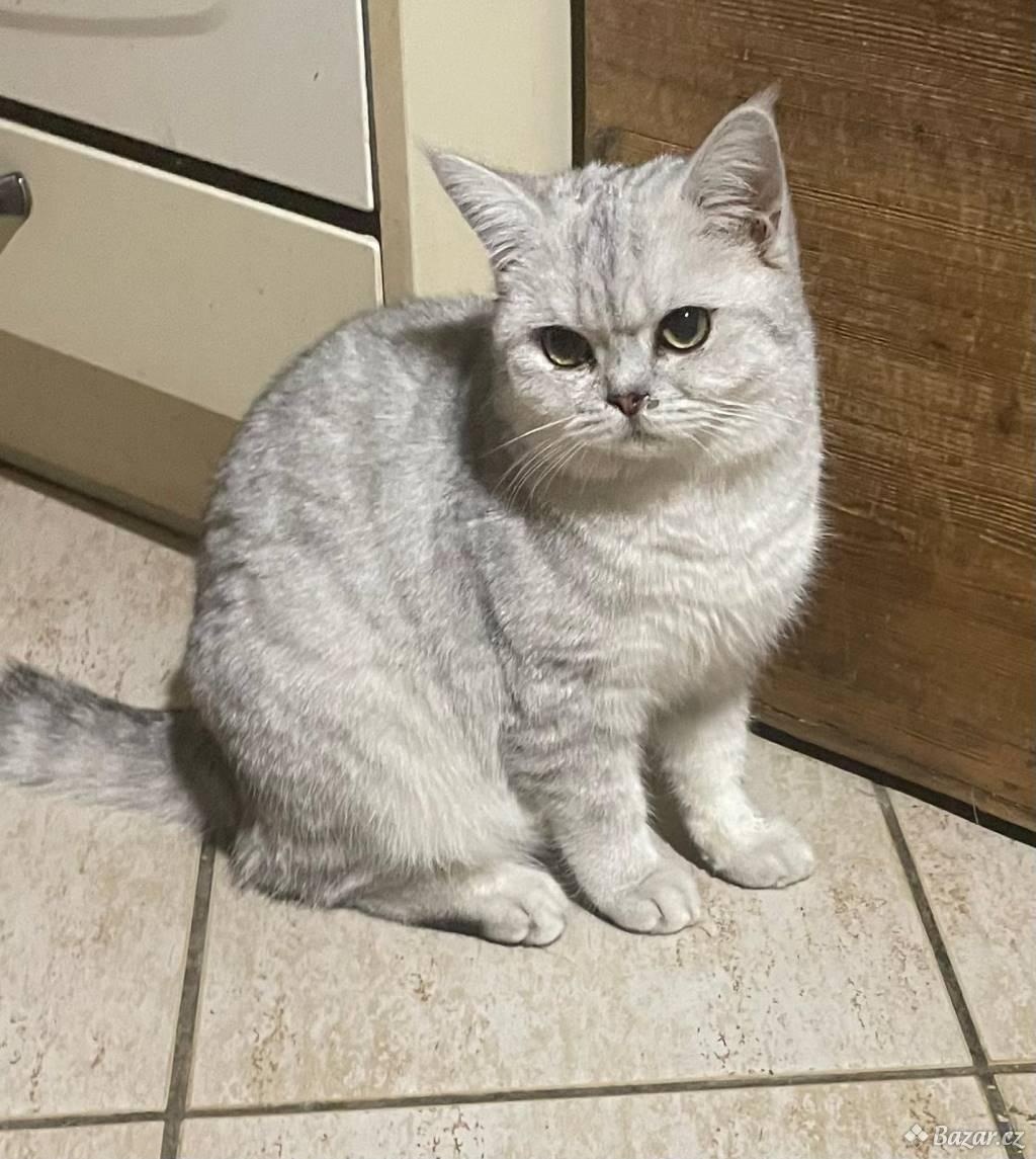 Britská koťata - 5