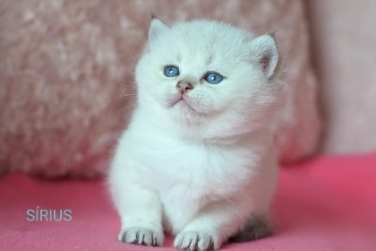 Krásná britská koťátka s PP k rezervaci - 5