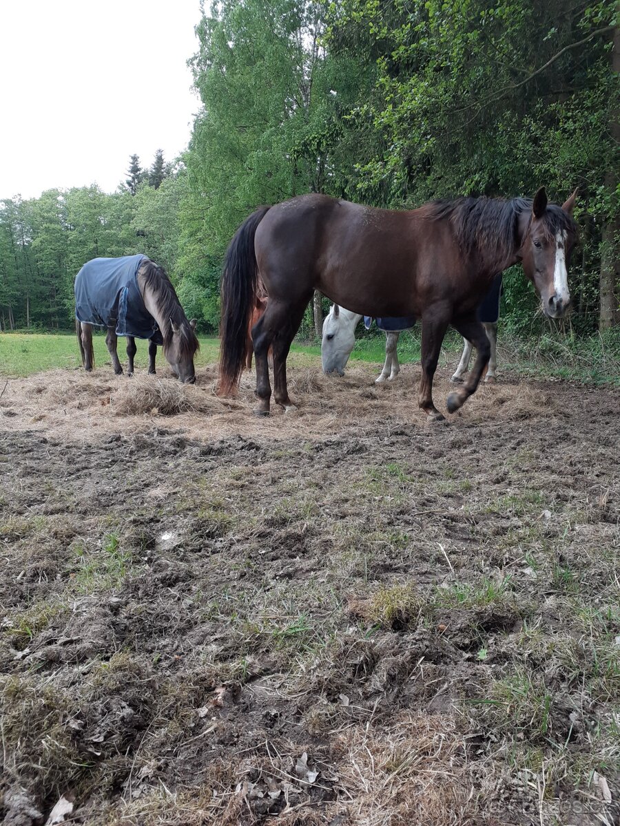 Chovná klisna AQH - 5