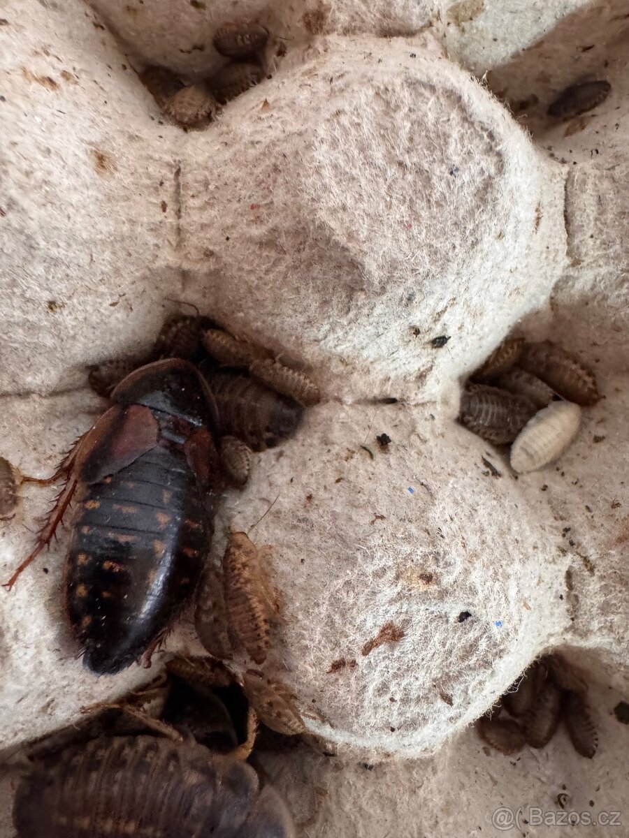 Šváb argentinský - Blaptica dubia - 5