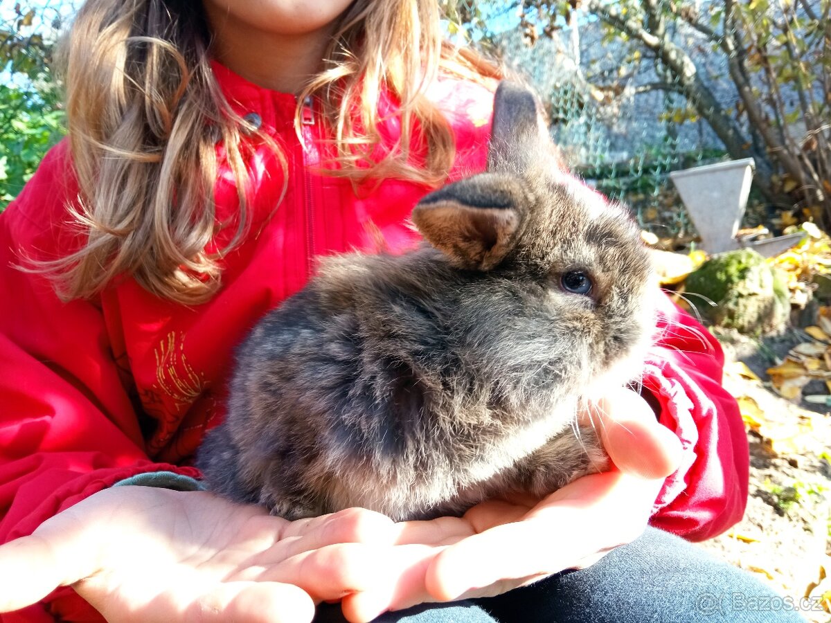 Zakrslý králík - 5