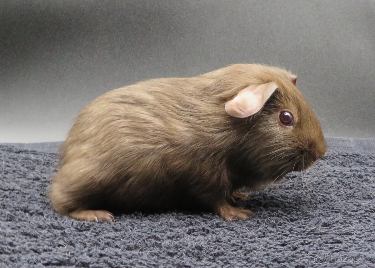 Morče, morčátko s PP (samičky, samečci) - 5