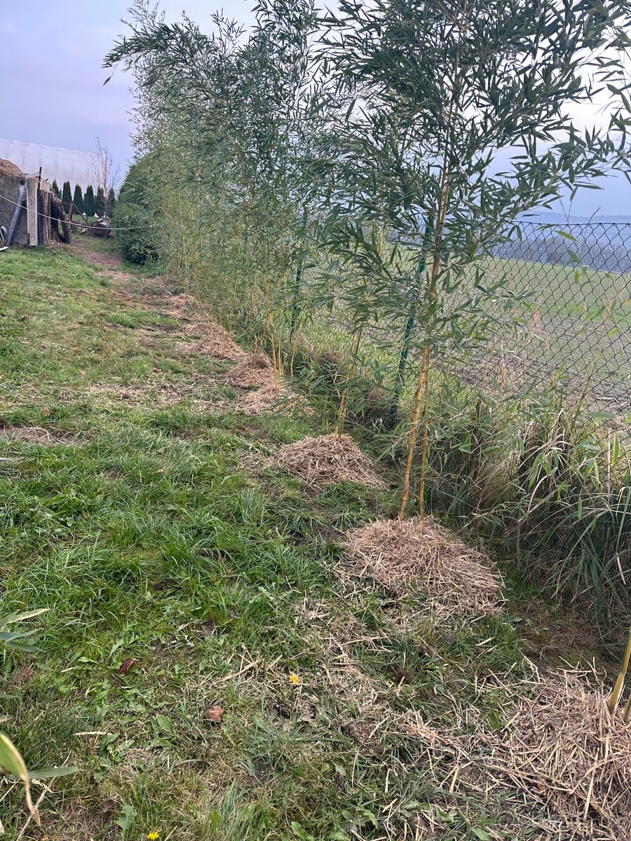 Zahradní bambus - 5