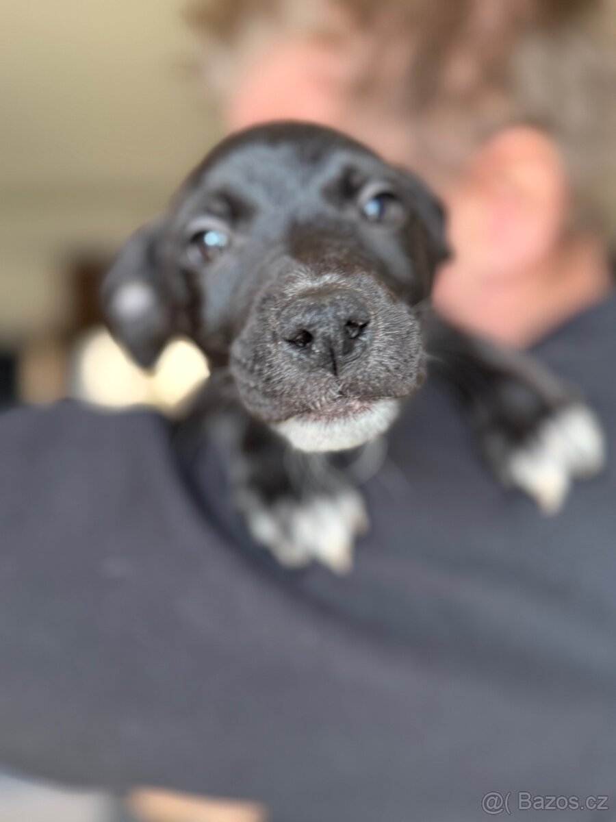 Štěňátka labradora a Border kolie - 5
