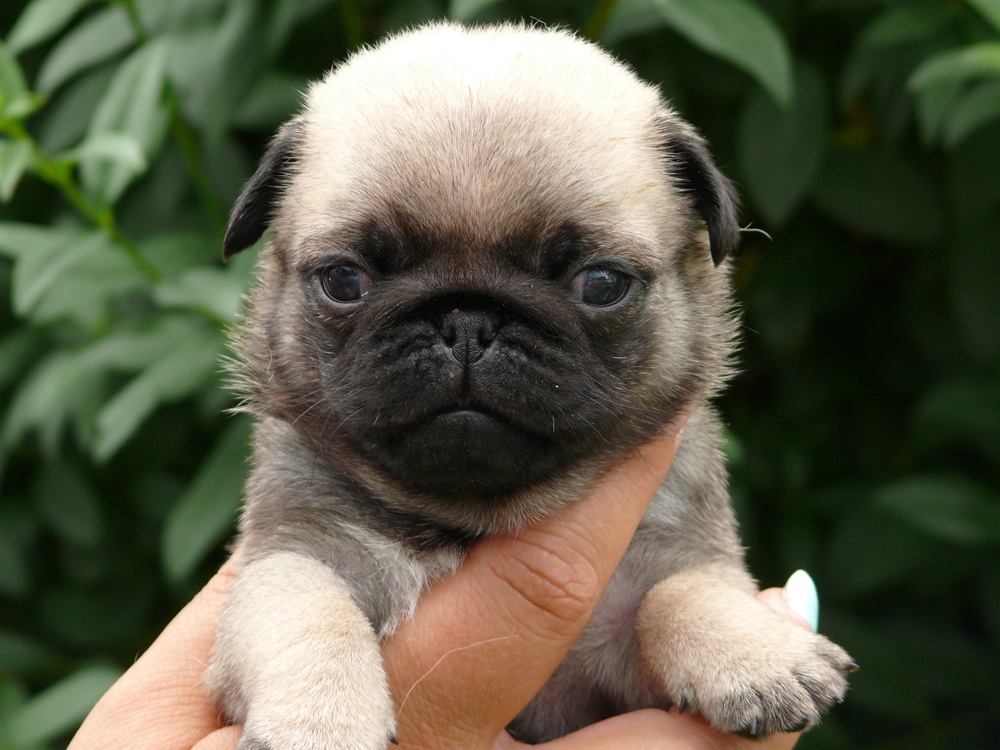 Mops - Štěňátka - 5