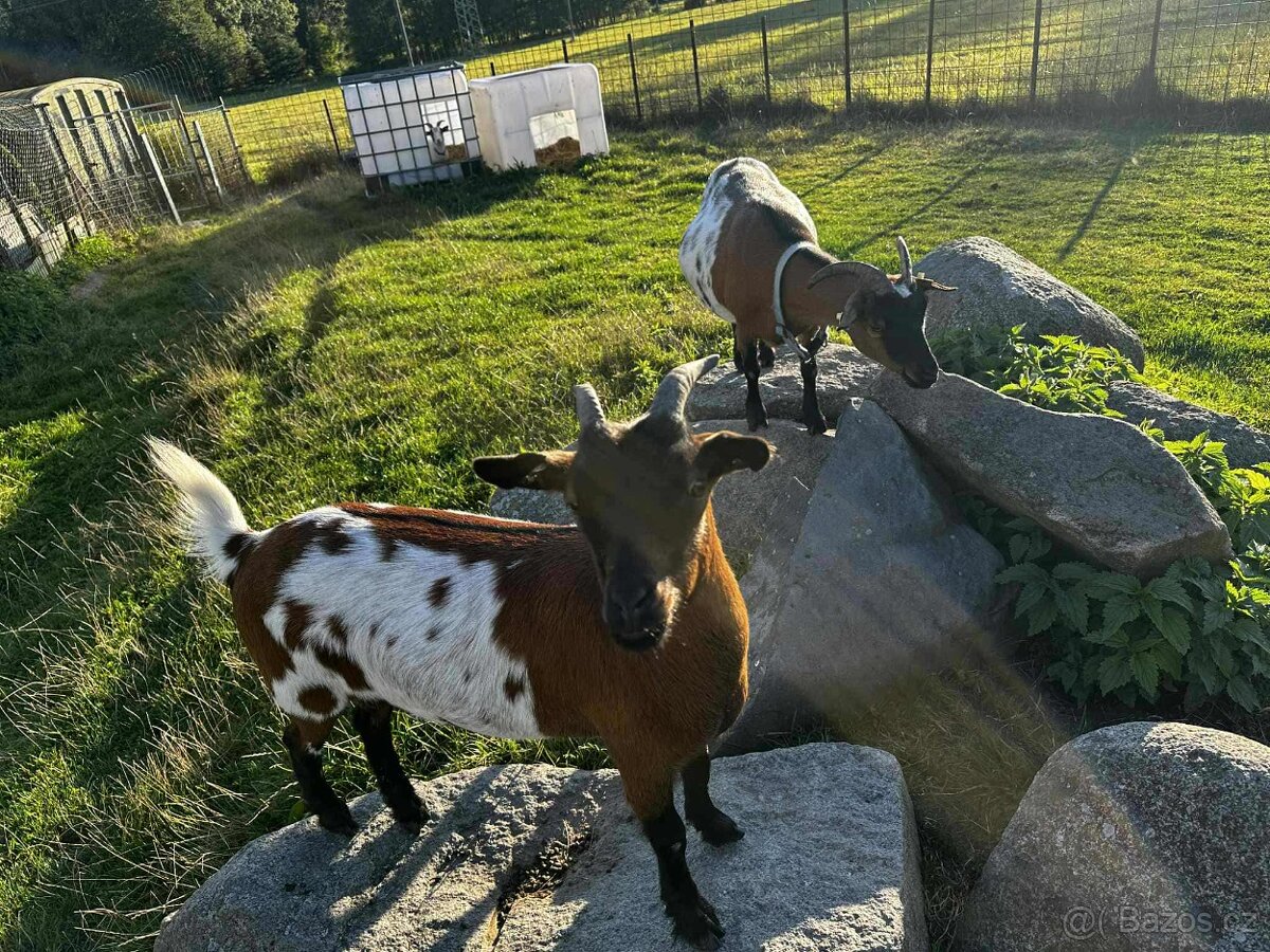 Holandská zakrslá koza s PoP - 5