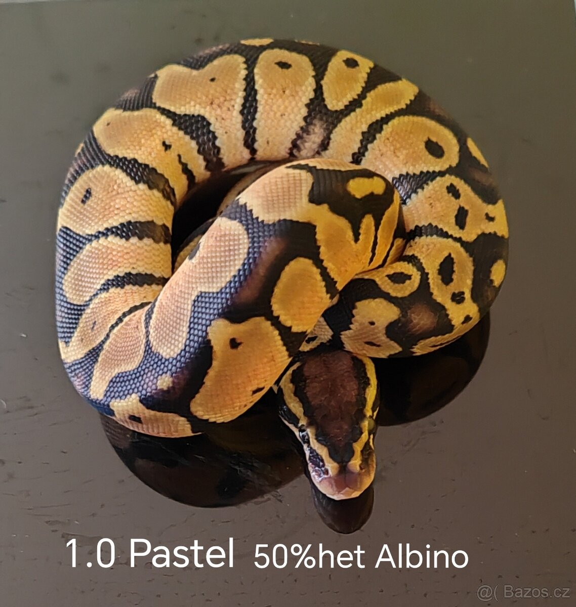 Krajta královská - 5