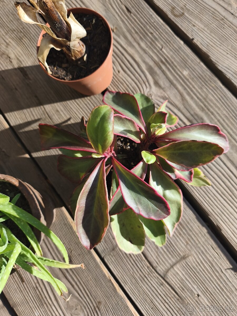 Pokojové rostliny - 5