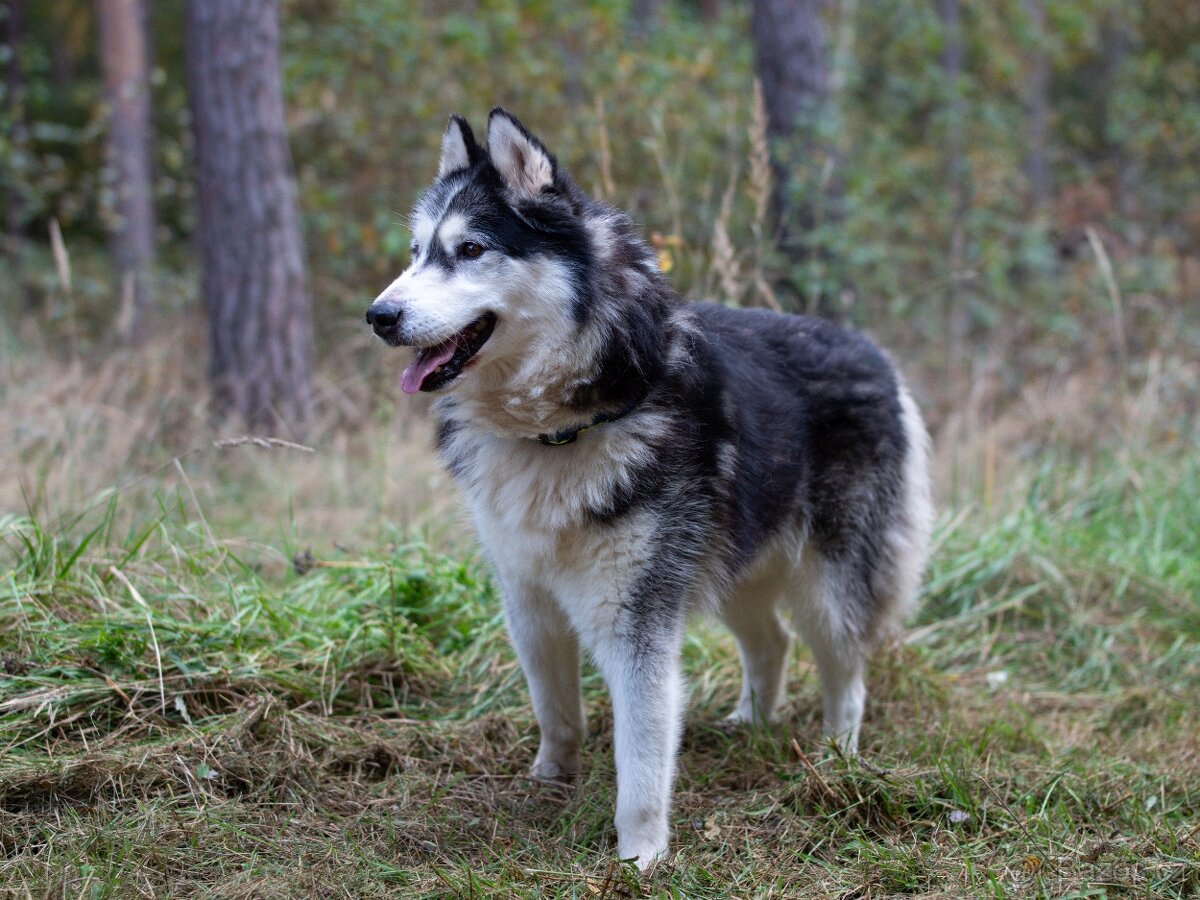 GYMY K ADOPCI - přátelský parťák - 5