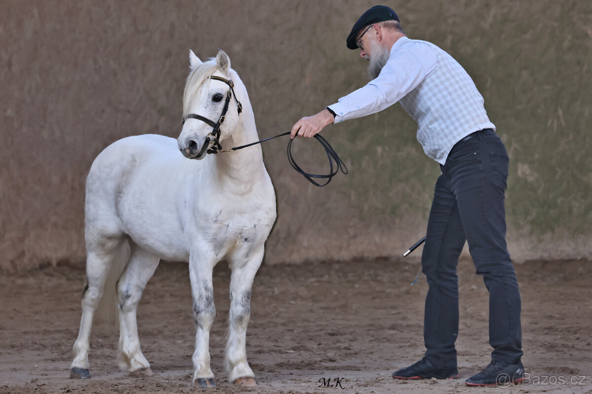 Welsh mountain pony, sekce A - 5