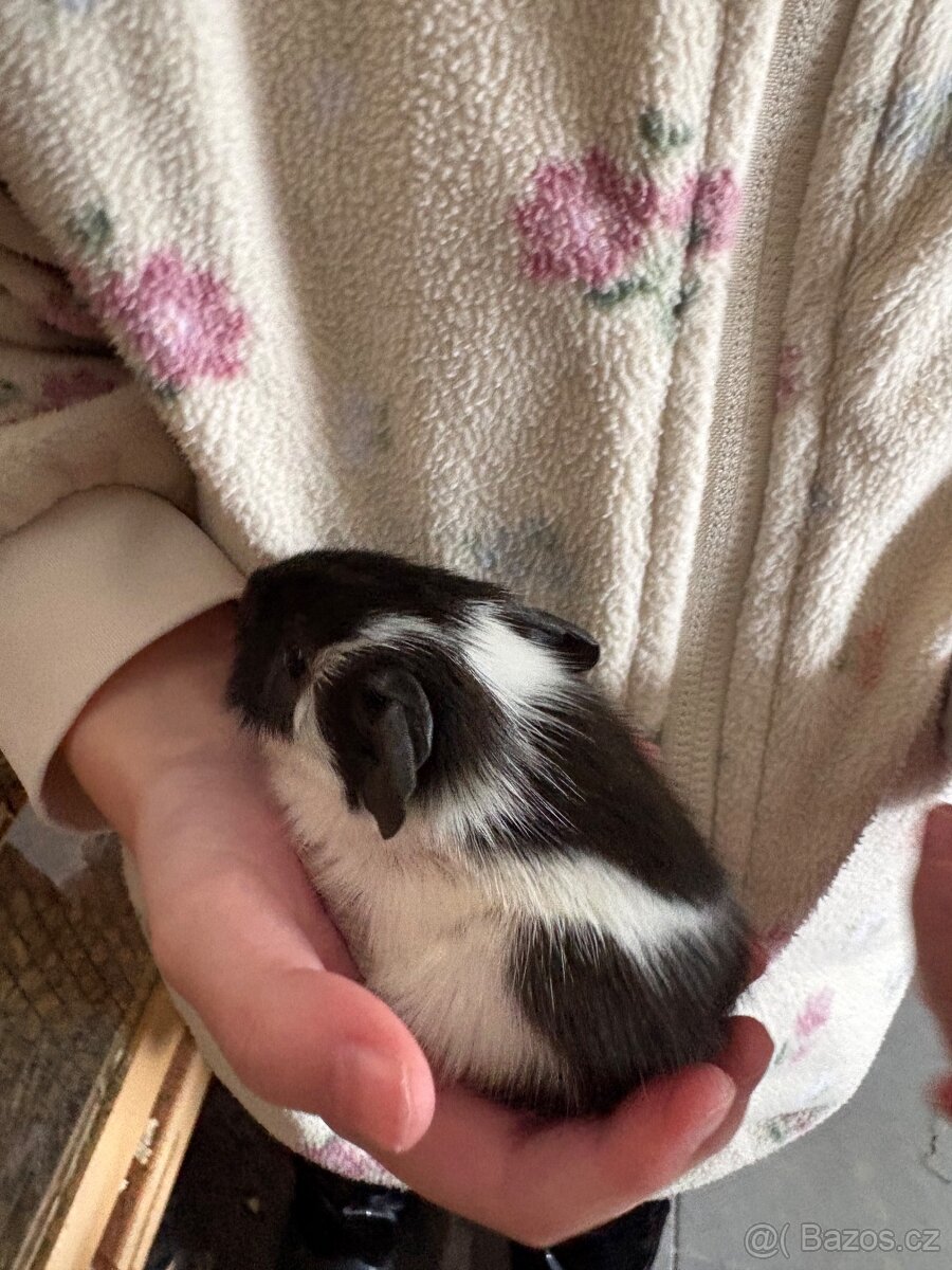 Prodám morčata - kluci - 5