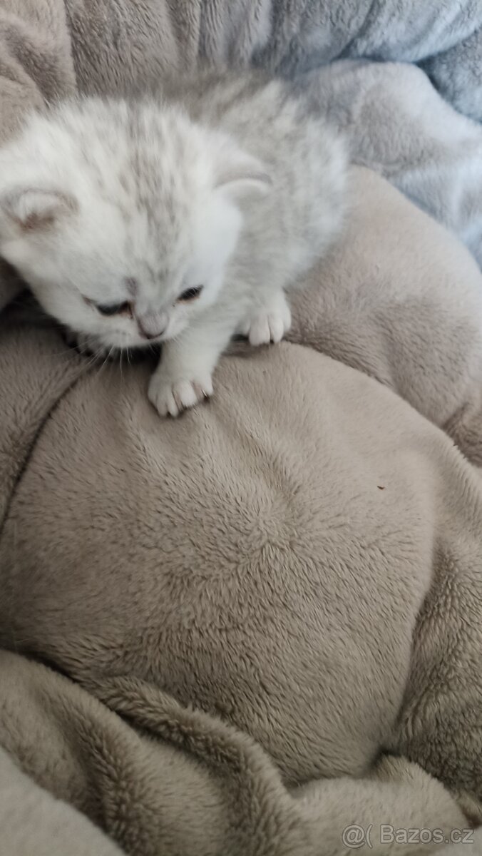 Britská whiskas a stříbřitá koťátka s PP - 5