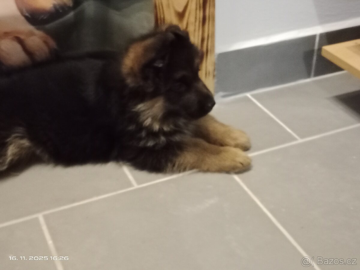Německý ovčák štěňata - 5