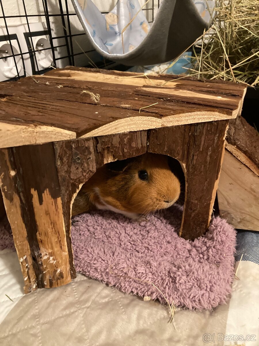 3 morčata samice - 5