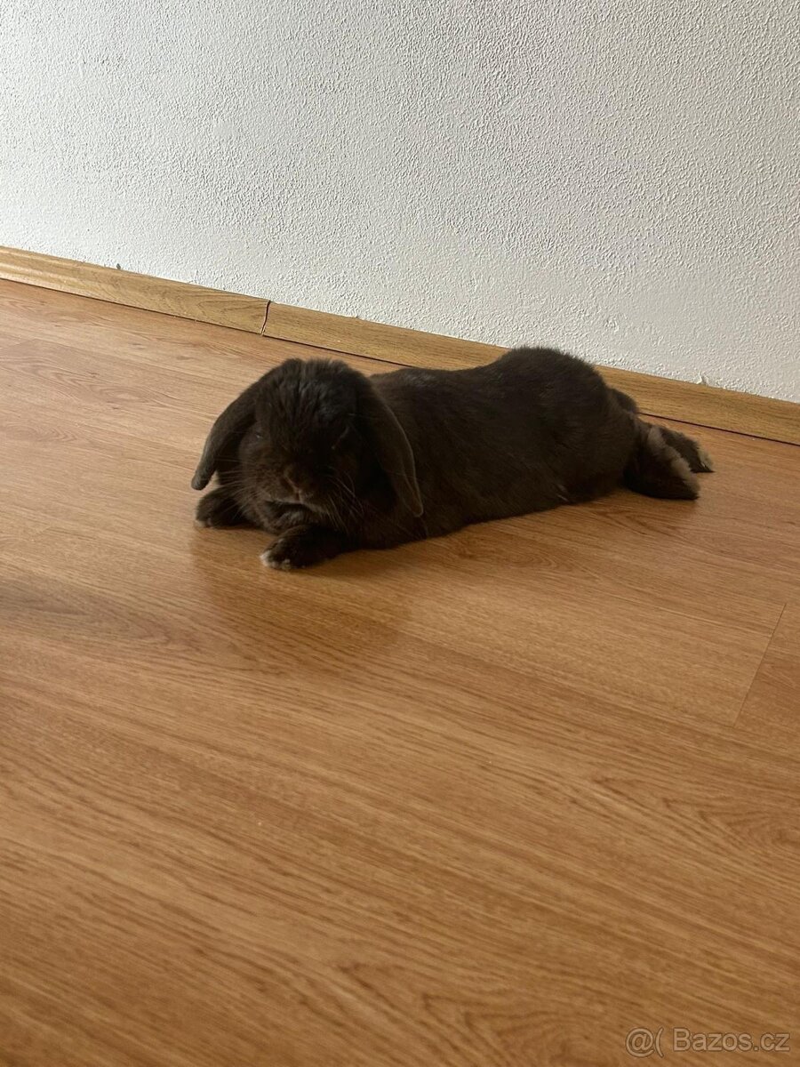 Beránek zakrslý králíček - 5