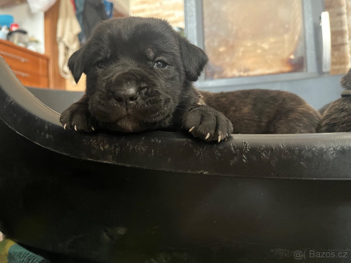 Cane corso - 5