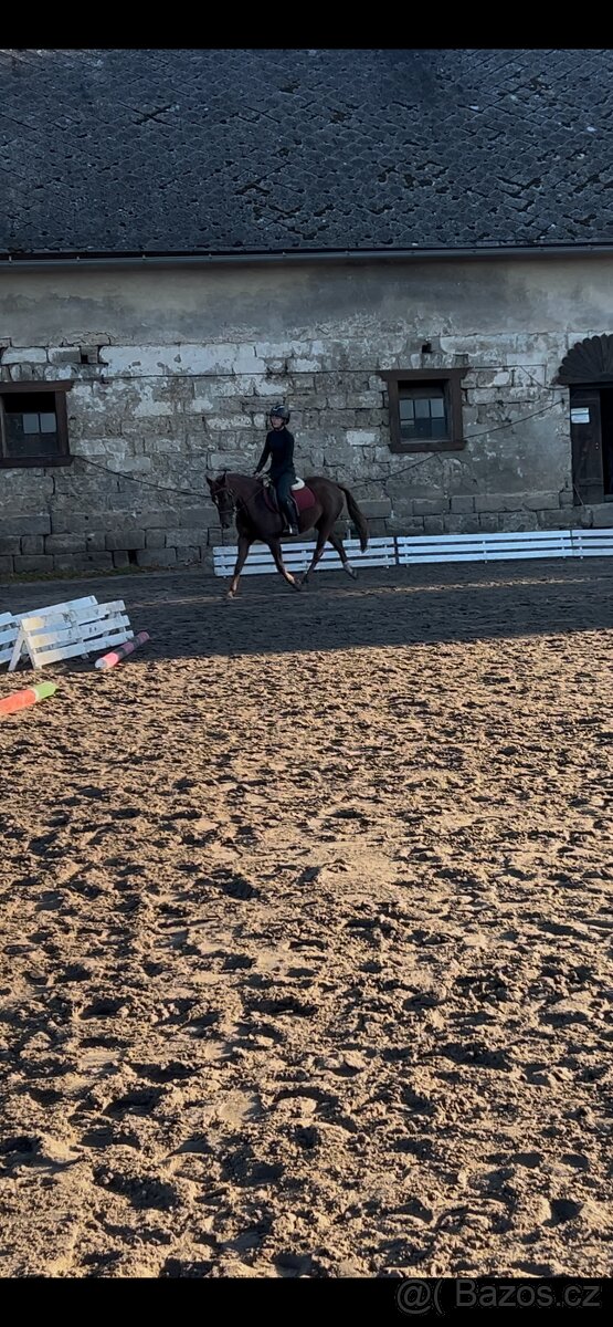 Tříletá klisna plemene slovenský sportovní pony - 5