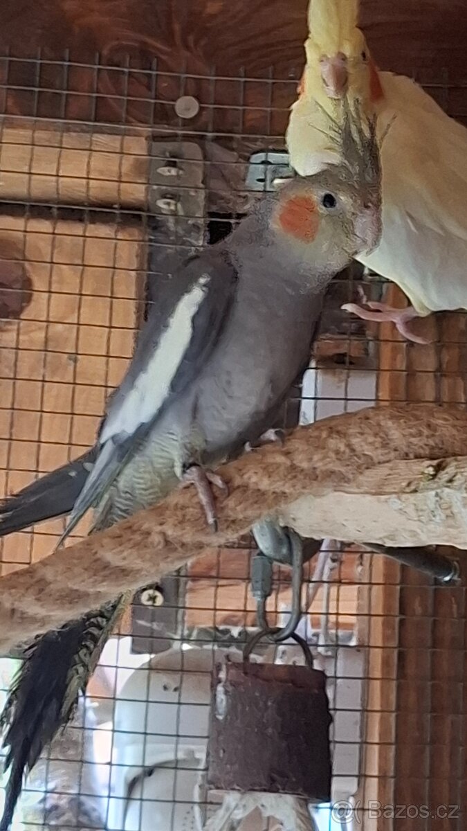 Korela chocholatá - 5