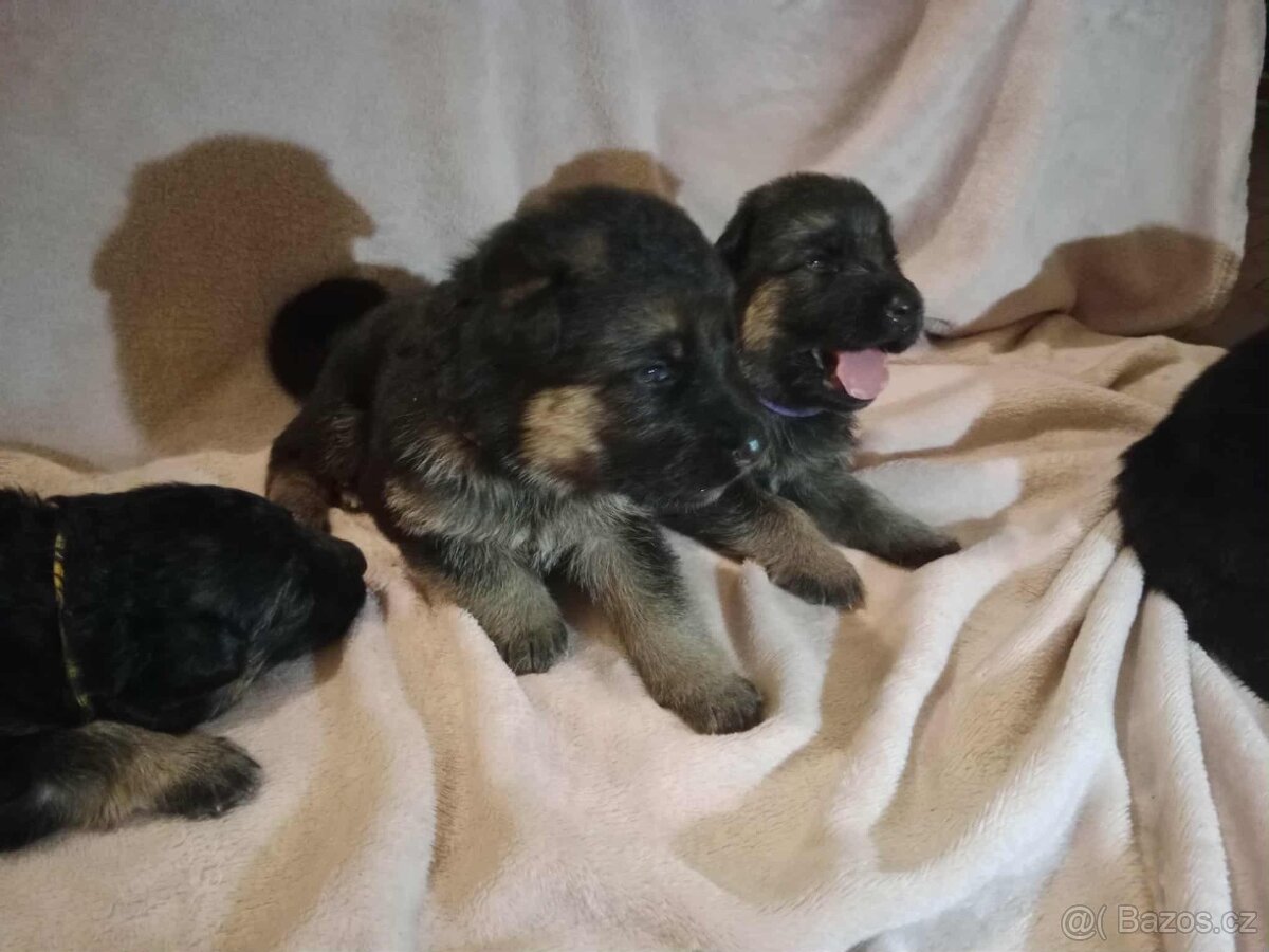 Německý ovčák - štěňátka s PP - 5