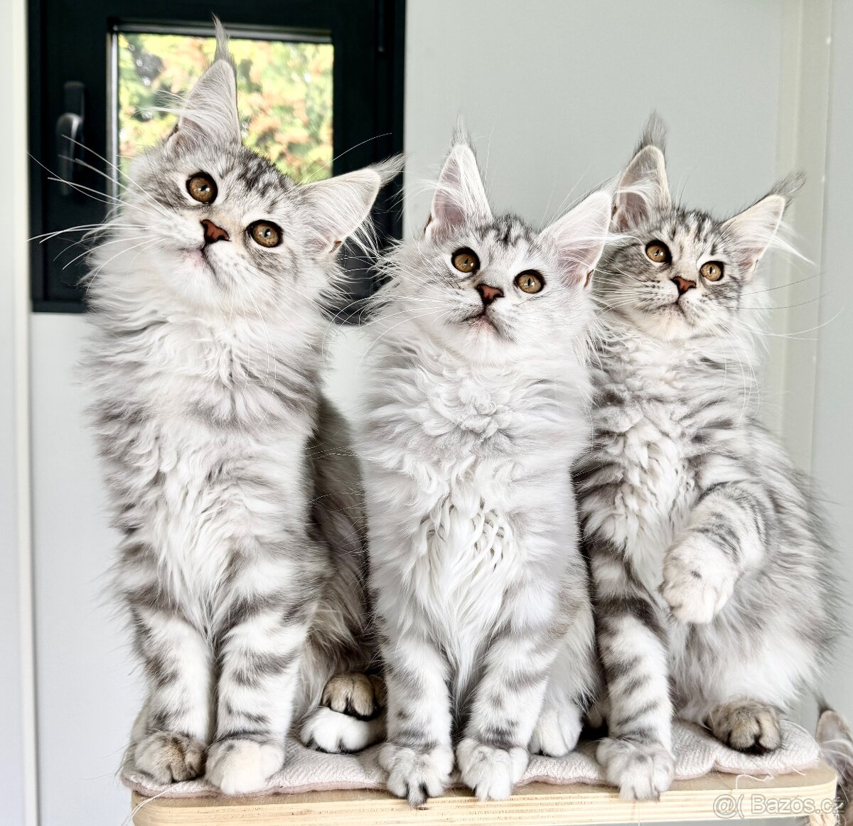 ⚜️Mainská Mývalí Maine Coon s PP⚜️ - 5