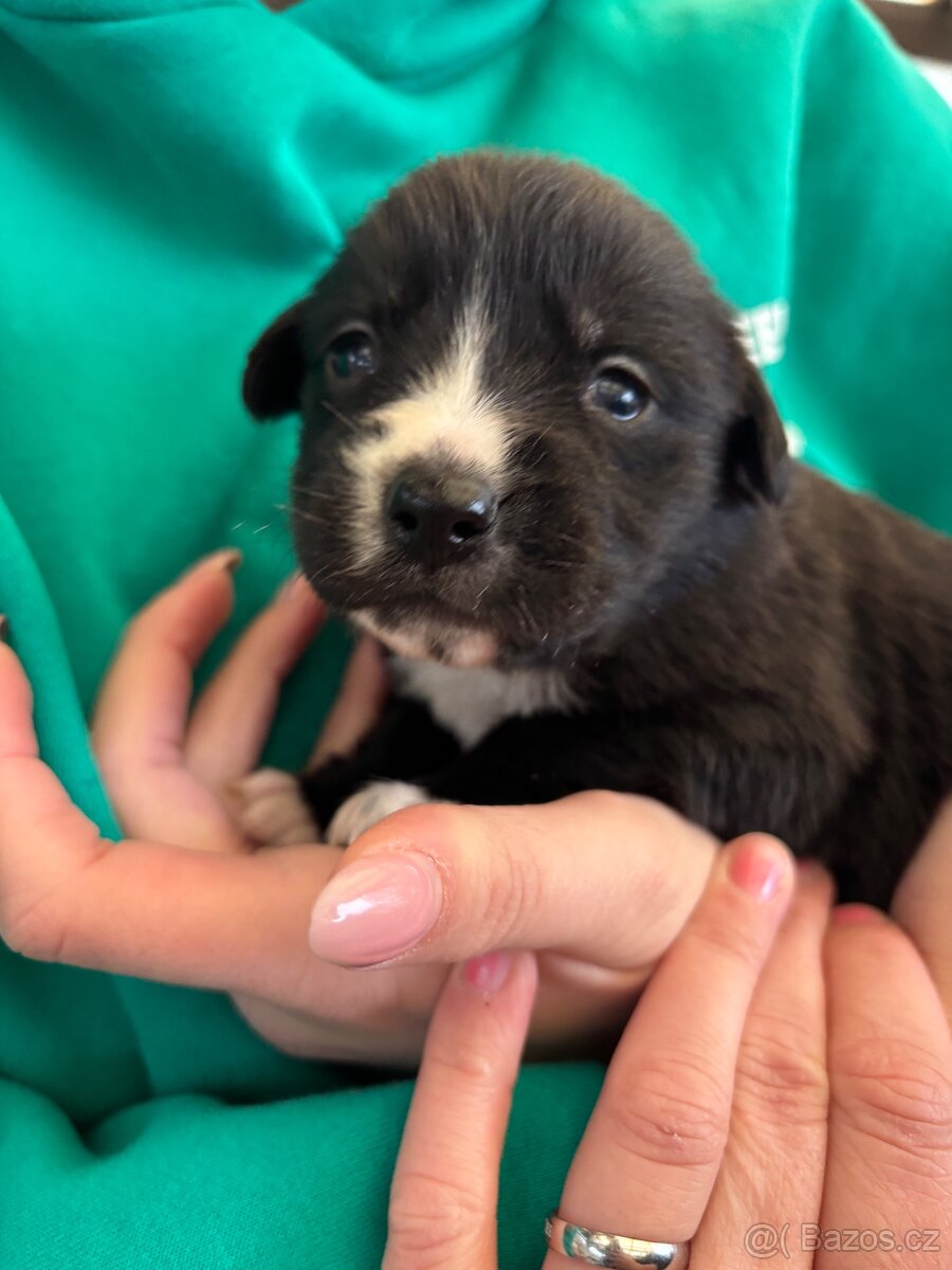 Štěňátka - Border Kolie x Labrador - 5