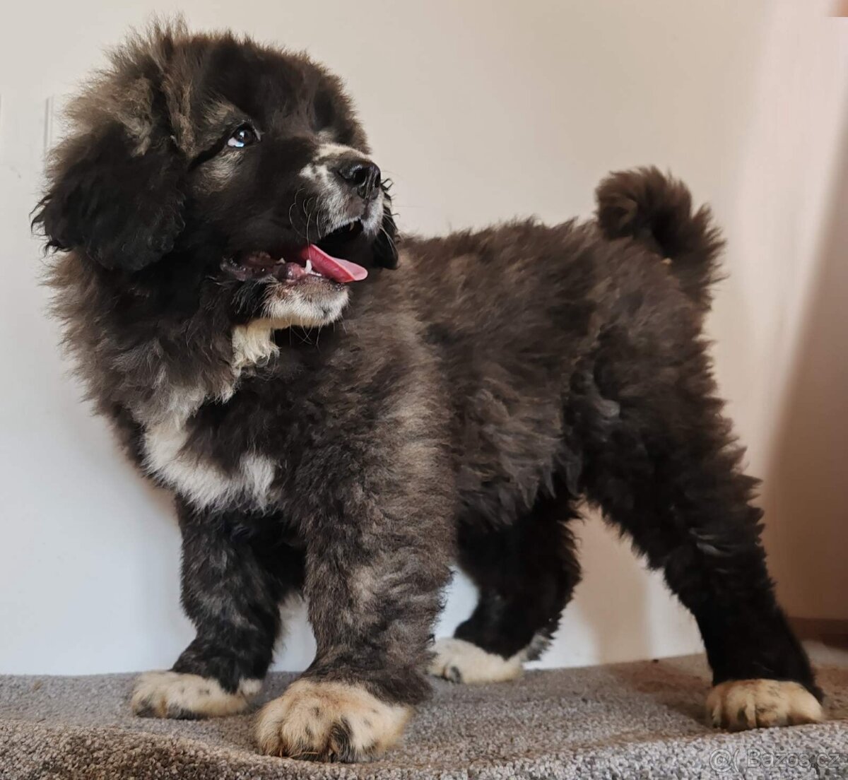 Kavkazský pastevecký pes s PP - 5