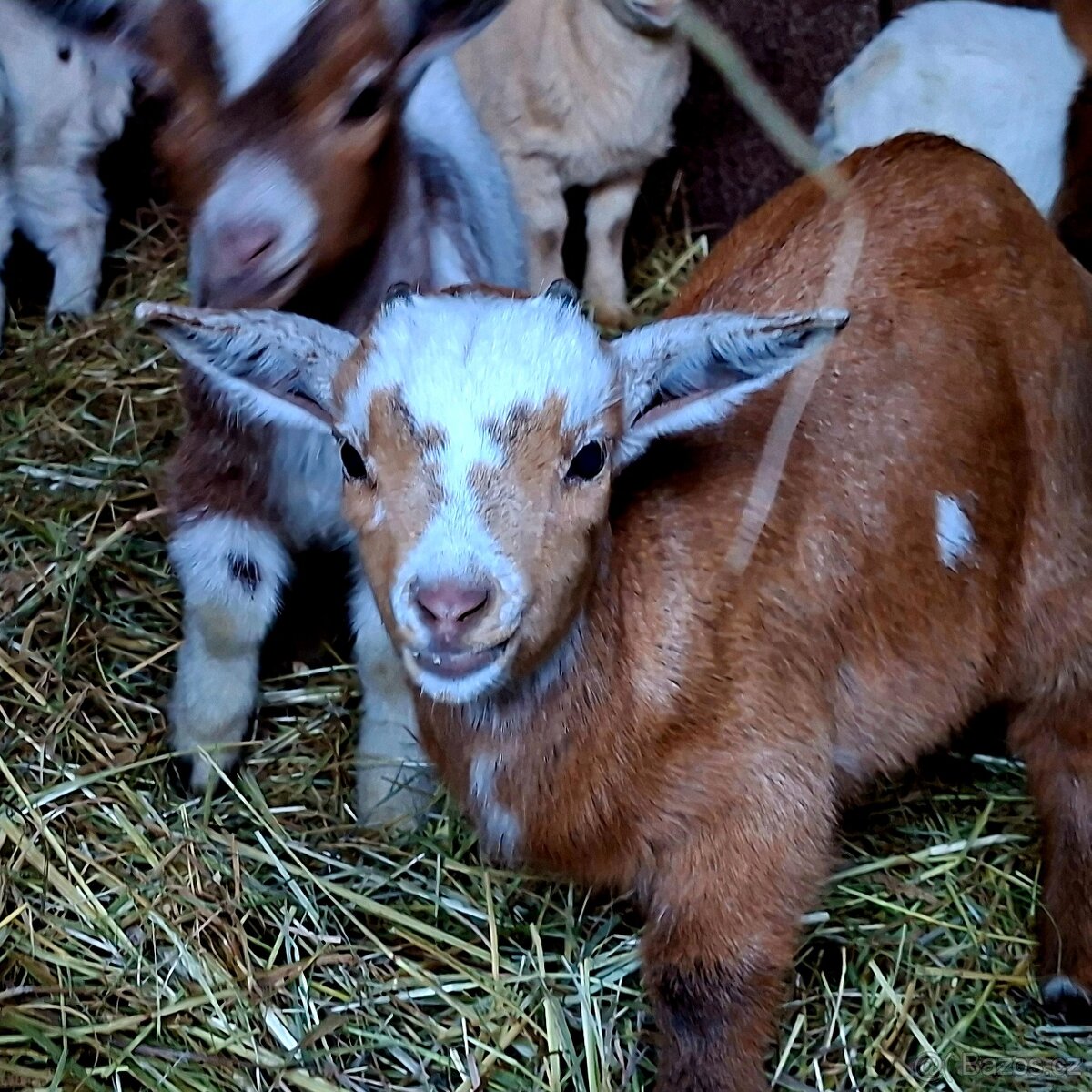 Holandská koza zakrsla - 5