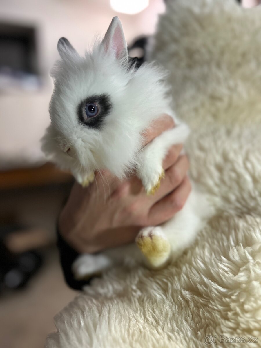 Prodám králíčky - 5