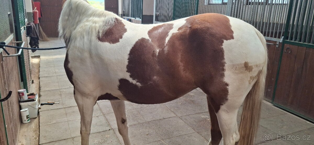 Paint horse kobyla - 5