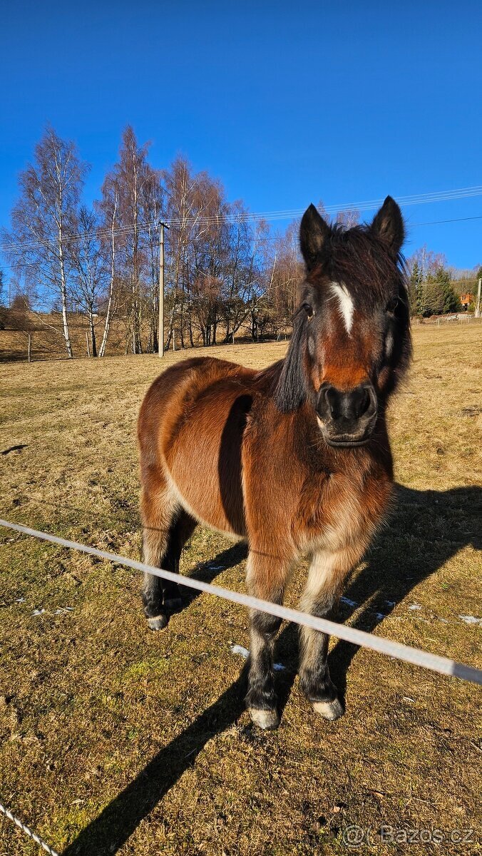 Pronájem pony s odvozem - 5