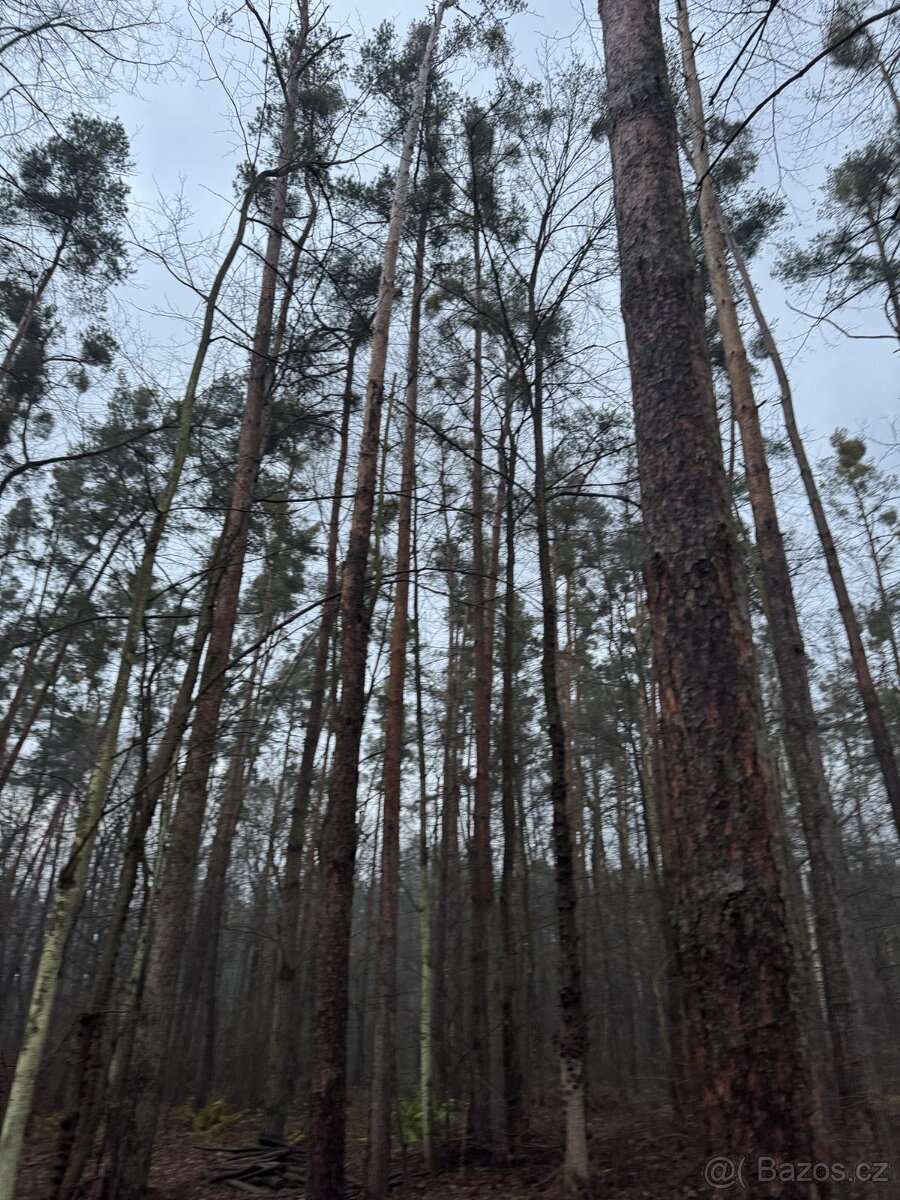Prodám pozemky v k.ú. Břehy (2) - 5