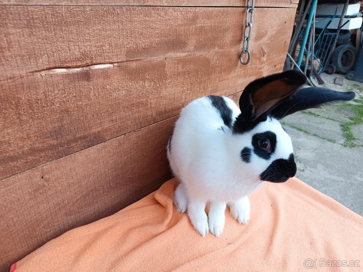 Německý Obrovitý Strakáč č 2 - 5