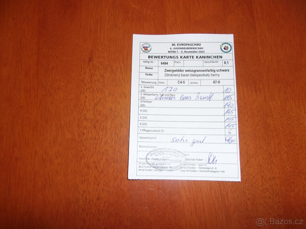 Zakrslý beran bílopesíkatý černý - 5