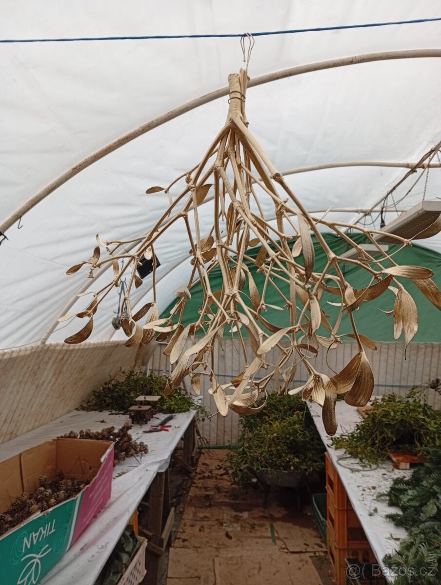 Jmelí zlaté prodam - 5