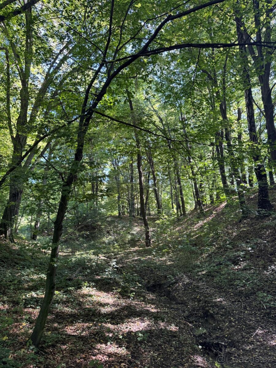 Prodej lesního pozemku v k.ú. Bartovice (2) - 5