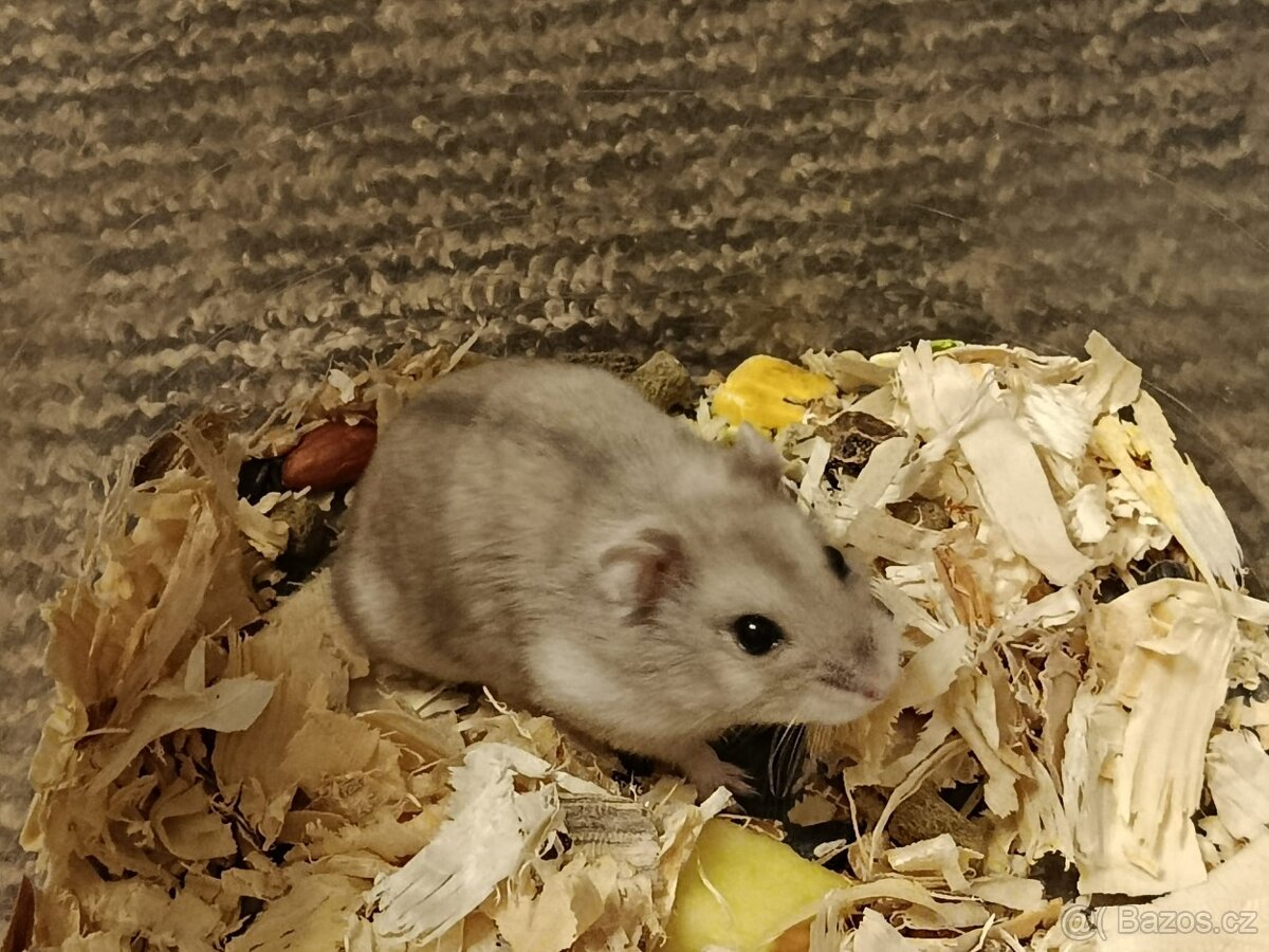 Křečík džungarský - 5